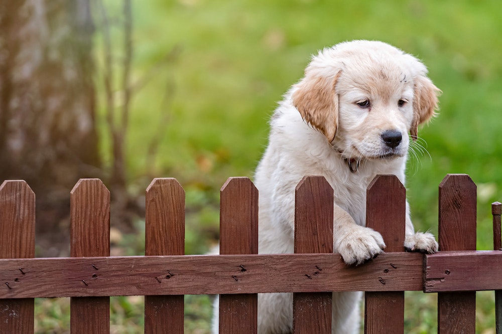 Clôture de jardin : comment bien choisir pour allier esthétisme et sécurité ?