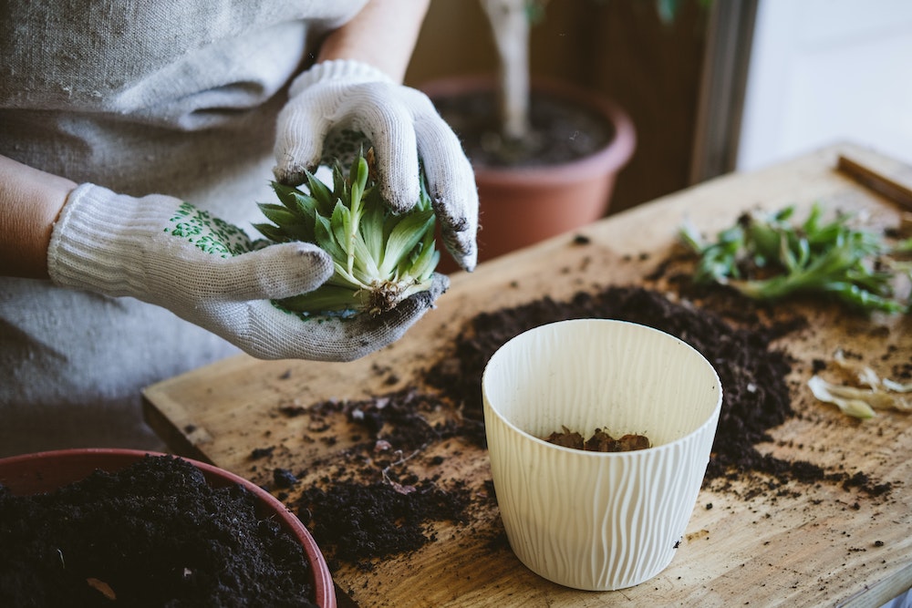 La verdure rentable : l'impact de l'entretien du jardin sur la valeur de votre maison